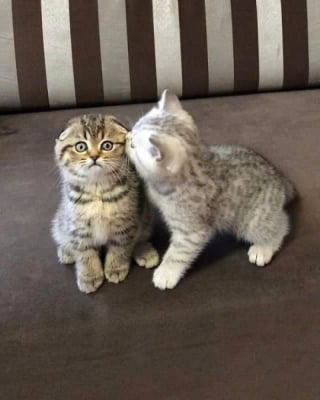 Illustration de l'article : 15 photos de chats adorables, entre douceur, beauté et instants insolites