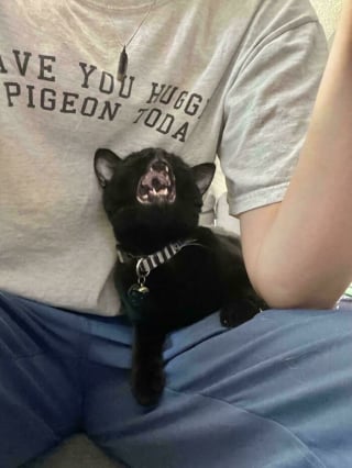 Illustration de l'article : 10 chats miaulant à tue-tête qui savent parfaitement jouer les rois du drame