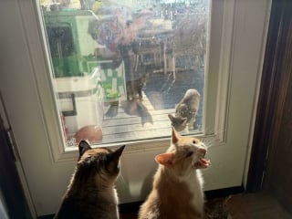 Illustration de l'article : 10 chats miaulant à tue-tête qui savent parfaitement jouer les rois du drame