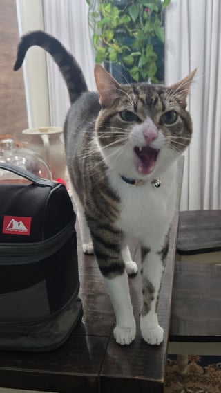 Illustration de l'article : 10 chats miaulant à tue-tête qui savent parfaitement jouer les rois du drame