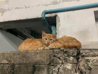 Illustration de l'article : 15 images de chats qui se donnent pour mission d'égayer votre quotidien
