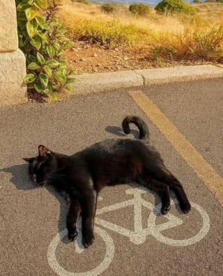 Illustration de l'article : 15 images de chats qui se donnent pour mission d'égayer votre quotidien