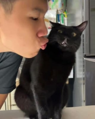 Illustration de l'article : 15 images de chats qui se donnent pour mission d'égayer votre quotidien