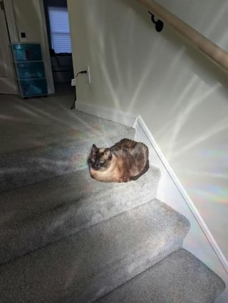 Illustration de l'article : 15 images de chats qui se donnent pour mission d'égayer votre quotidien