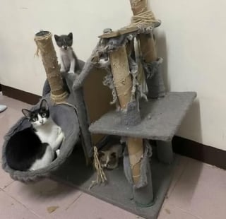 Illustration de l'article : 15 images de chats qui se donnent pour mission d'égayer votre quotidien