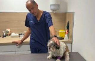 Illustration de l'article : Traîné par un tramway, un chien gravement blessé fait preuve d’un courage impressionnant pendant sa convalescence