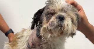 Illustration de l'article : Traîné par un tramway, un chien gravement blessé fait preuve d’un courage impressionnant pendant sa convalescence