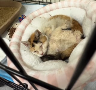 Illustration de l'article : Une bénévole adopte une chatte errante gravement malade pour lui permettre de se sentir aimée jusqu'au bout (vidéo)