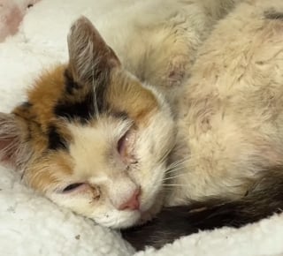 Illustration de l'article : Une bénévole adopte une chatte errante gravement malade pour lui permettre de se sentir aimée jusqu'au bout (vidéo)