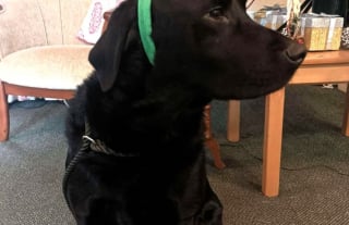 Illustration de l'article : « Dès son arrivée, il illumine vraiment la pièce », la visite fortuite d’un chien dans un EHPAD est une révélation pour le personnel 