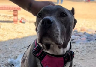 Illustration de l'article : Abandonnée avec des tumeurs plein le corps, cette chienne âgée démontre sa reconnaissance au quotidien 
