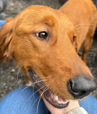 Illustration de l'article : Désormais entourée d’amour et de bienveillance, cette femelle Golden Retriever, jugée “trop ennuyeuse” par ses anciens propriétaires, goûte un bonheur bien mérité (vidéo)