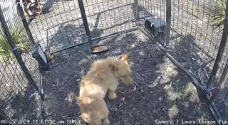 Illustration de l'article : Bien décidé à échapper à ses sauveteurs, ce petit chien parcourt 13 kilomètres pour retrouver le parking de l’hôtel où il avait ses habitudes