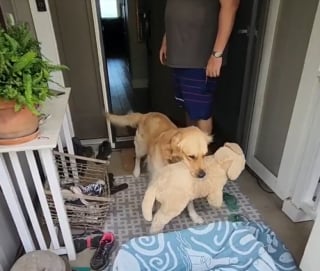 Illustration de l'article : Après avoir souffert de l’absence de ses frères et soeurs, ce Golden Retriever laisse éclater sa joie en rencontrant le nouveau chiot de la famille (vidéo)