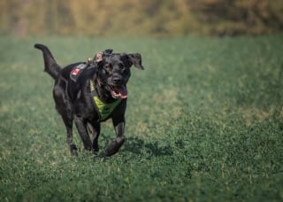 Illustration de l'article : Disparue avec son chien, une septuagénaire atteinte de démence retrouvée saine et sauve grâce au flair d’un Labrador