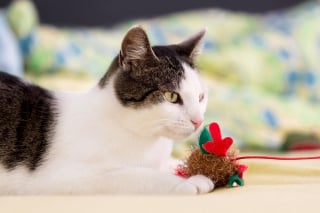 Illustration de l'article : Animalis débarque sur Uber Eats pour chouchouter vos animaux en quelques clics