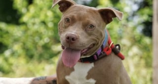 Illustration de l'article : Retrouvée enceinte et attachée à un arbre cette chienne cherche désespérément sa prochaine maison