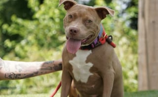 Illustration de l'article : Retrouvée enceinte et attachée à un arbre cette chienne cherche désespérément sa prochaine maison