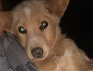 Illustration de l'article : Un vétérinaire promet de redonner vie à une chienne retrouvée amaigrie, épuisée et avec une patte cassée