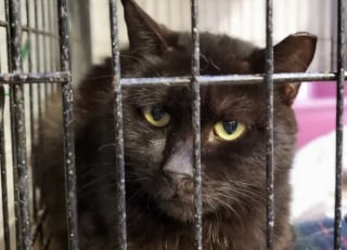 Illustration de l'article : 67 chats à l’adoption après avoir été sortis de conditions de vie « horribles » dans un refuge qui prônait le bien-être animal