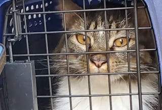 Illustration de l'article : 67 chats à l’adoption après avoir été sortis de conditions de vie « horribles » dans un refuge qui prônait le bien-être animal