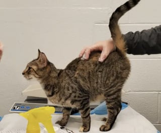 Illustration de l'article : 67 chats à l’adoption après avoir été sortis de conditions de vie « horribles » dans un refuge qui prônait le bien-être animal