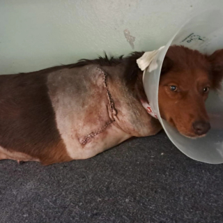 Illustration de l'article : &laquo; D'ind&eacute;sirable &agrave; inoubliable &raquo;, amput&eacute;e &agrave; cause d&rsquo;un chauffard, cette chienne perd une patte, mais finit par obtenir le gros lot 