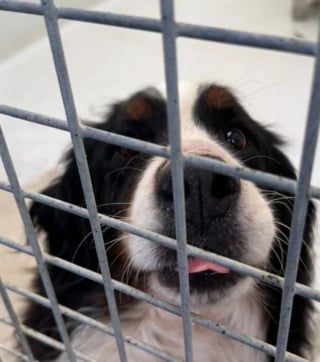 Illustration de l'article : Après des négociations tendues avec les propriétaires, 40 chiens récupérés d’un élevage qui s’est « laissé dépasser » par la situation 