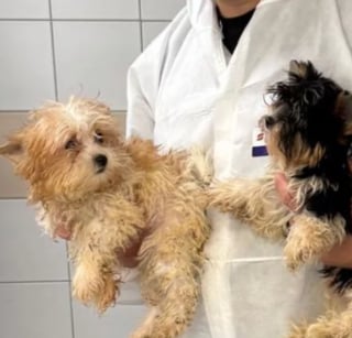 Illustration de l'article : Après des négociations tendues avec les propriétaires, 40 chiens récupérés d’un élevage qui s’est « laissé dépasser » par la situation 