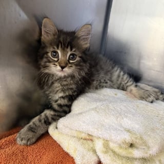 Illustration de l'article : &laquo; Ce n&rsquo;est pas la bonne fa&ccedil;on de proc&eacute;der &raquo;, la lettre laiss&eacute;e avec ce chaton malade d&eacute;pos&eacute; en cachette a profond&eacute;ment touch&eacute; les b&eacute;n&eacute;voles