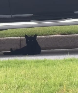 Illustration de l'article : Cet enfant préférait les chiens, mais tombe instantanément amoureux du chat errant qui l’a choisi (vidéo) 