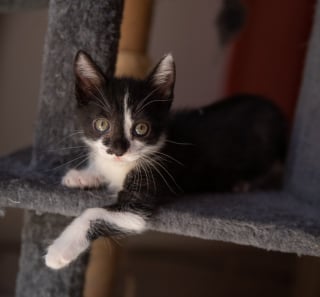 Illustration de l'article : De lourds soucis de santé se cachaient derrière la joie de vivre d’un chaton heureux d’avoir été sauvé 