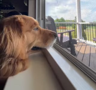 Illustration de l'article : Le rituel quotidien bouleversant d'une chienne qui continue d'espérer revoir son humain, hélas parti pour toujours (vidéo)