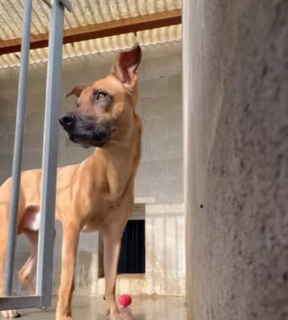 Illustration de l'article : Sauvé après 2 années de solitude, ce chien enfermé derrière une vitre de véranda découvre pour la première fois la vraie vie (vidéo)