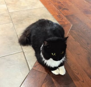 Illustration de l'article : Ils déménagent et abandonnent leur chatte enceinte sur place, mais dans son malheur, cette dernière gagne au change 