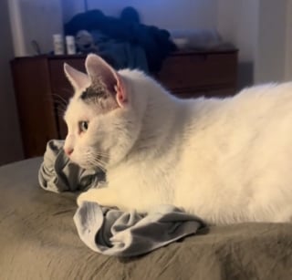 Illustration de l'article : Les pleurs incessants d'un chat inquiètent sa maîtresse qui l'emmène chez le vétérinaire et ne comprend pas le diagnostic (vidéo)