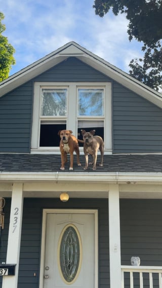 Illustration de l'article : En rentrant chez elle, cette femme est accueillie par ses 2 toutous… depuis le toit de la maison