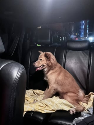 Illustration de l'article : Ce courageux toutou sauve sa famille d’un puissant séisme, mais passe 2 jours en partie enseveli sous les décombres