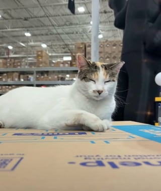 Illustration de l'article : Des employés déploient de gros moyens pour retrouver la chatte qui vit au magasin, embarquée dans un camion de livraison 