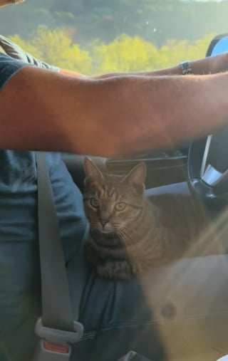 Illustration de l'article : « Le chat est sur le toit », une famille qui part en vacances et découvre son chat sur le toit de la voiture après 160 kilomètres de trajet