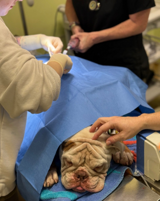 Illustration de l'article : Découverte attachée à la clôture d'un refuge, une chienne survit à une blessure par balle et rejoint une famille aimante