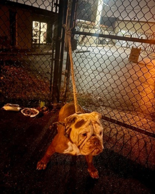 Illustration de l'article : Découverte attachée à la clôture d'un refuge, une chienne survit à une blessure par balle et rejoint une famille aimante