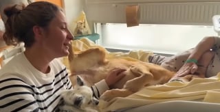 Illustration de l'article : Ces 2 chiens ont pour mission d'apporter réconfort et sourires aux malades en soins palliatifs