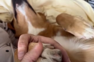 Illustration de l'article : Ces 2 chiens ont pour mission d'apporter réconfort et sourires aux malades en soins palliatifs