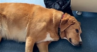 Illustration de l'article : Ces 2 chiens ont pour mission d'apporter réconfort et sourires aux malades en soins palliatifs