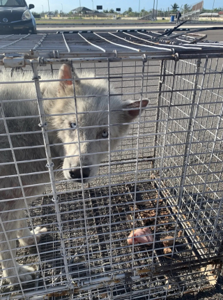 Illustration de l'article : Après avoir subi la chaleur écrasante et les moqueries, ce chien devenu méconnaissable renaît à 1 800 km de chez lui