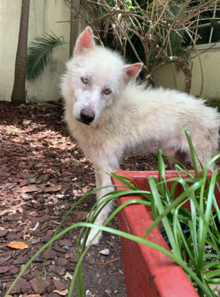 Illustration de l'article : Après avoir subi la chaleur écrasante et les moqueries, ce chien devenu méconnaissable renaît à 1 800 km de chez lui