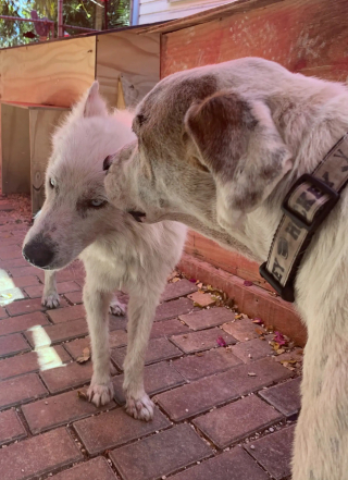 Illustration de l'article : Après avoir subi la chaleur écrasante et les moqueries, ce chien devenu méconnaissable renaît à 1 800 km de chez lui