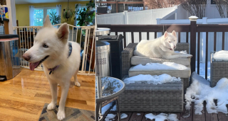 Illustration de l'article : Après avoir subi la chaleur écrasante et les moqueries, ce chien devenu méconnaissable renaît à 1 800 km de chez lui