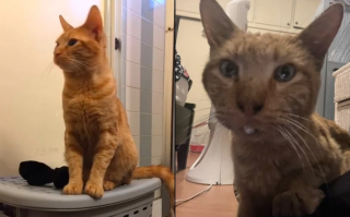 Illustration de l'article : Introuvable depuis 4 ans, un chat réapparaît juste à temps pour vivre ses derniers jours auprès de son humaine (vidéo)